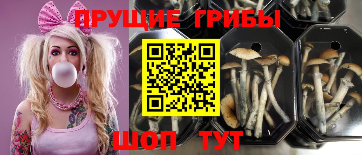 Псилоцибиновые грибы мицелий Каменск-Уральский